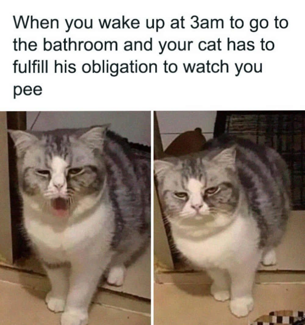 Download Cat Face Warp Meme Faces Funny Picture