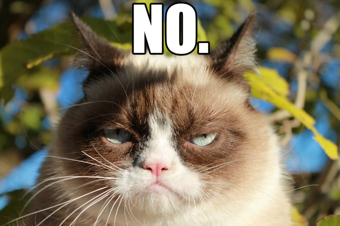 Here Are The Best Grumpy Cat Memes — Fifth Sun Blog