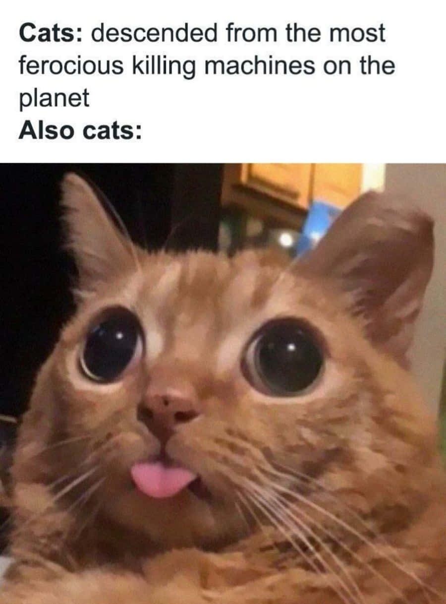 cat cute meme