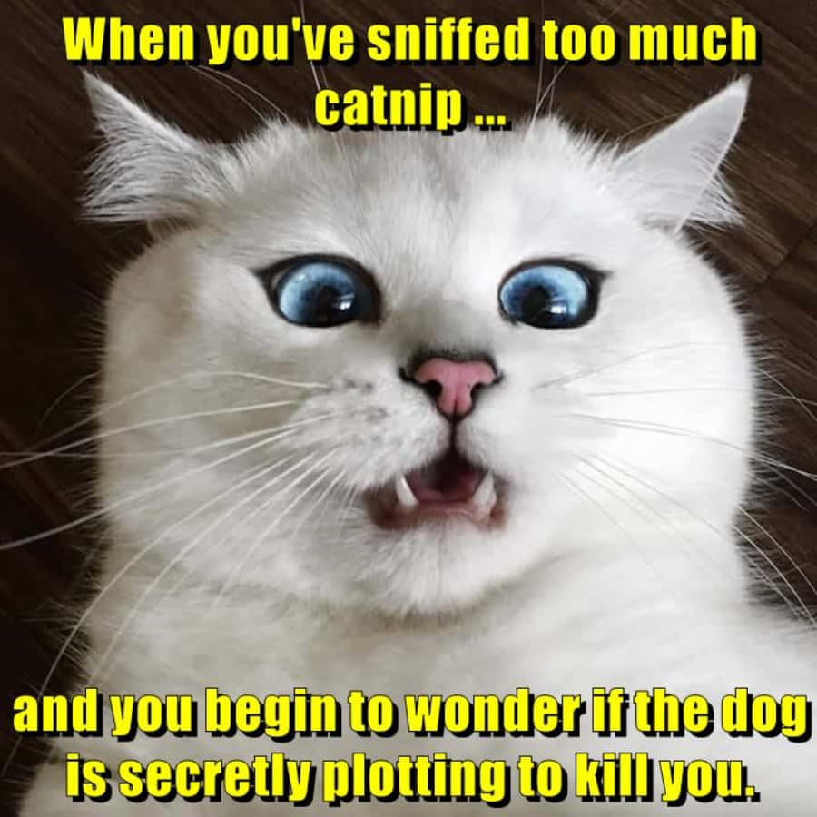 A Cat With Blue Eyes And A Caption That Says,when You Shivered Too Much Camp And You Begin To Wonder If The Dog