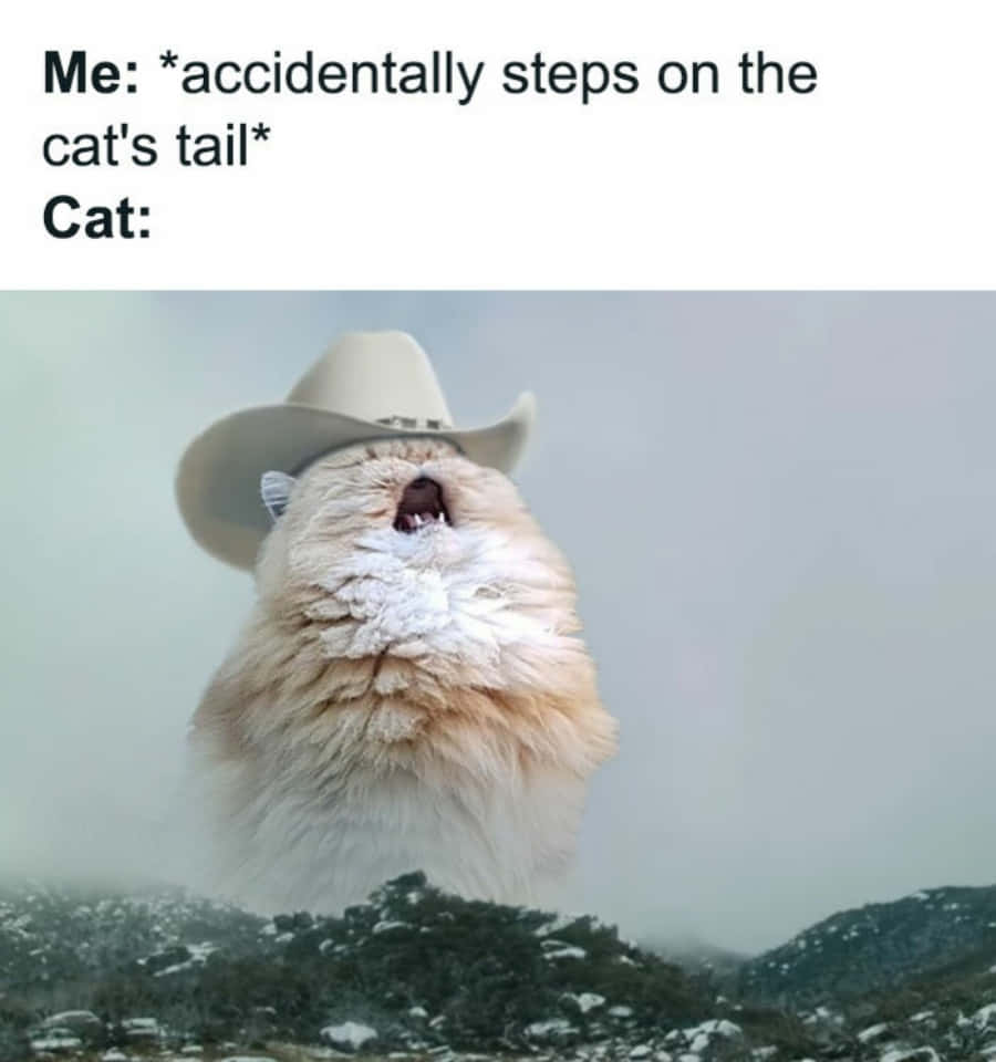 Make sure to get your fix of meow-velous cat memes