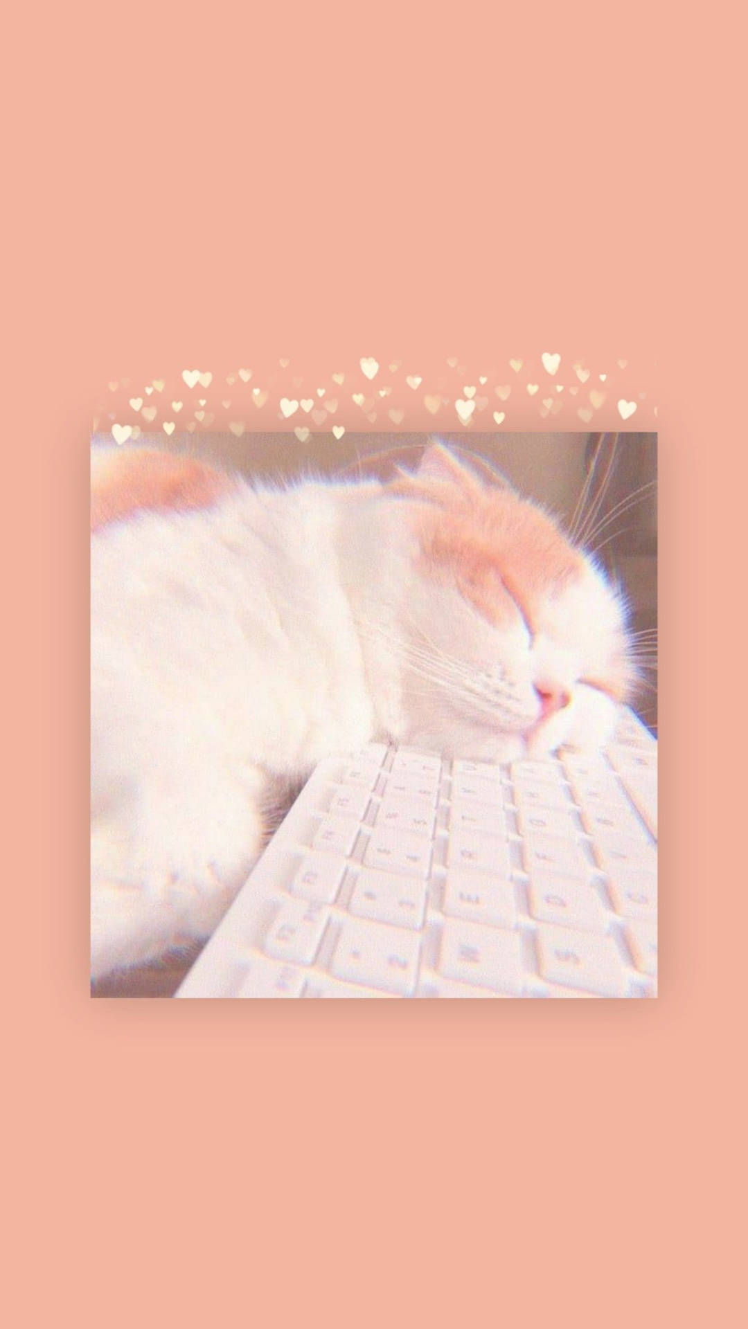 Cat Nap Æstetisk Tastatur Wallpaper