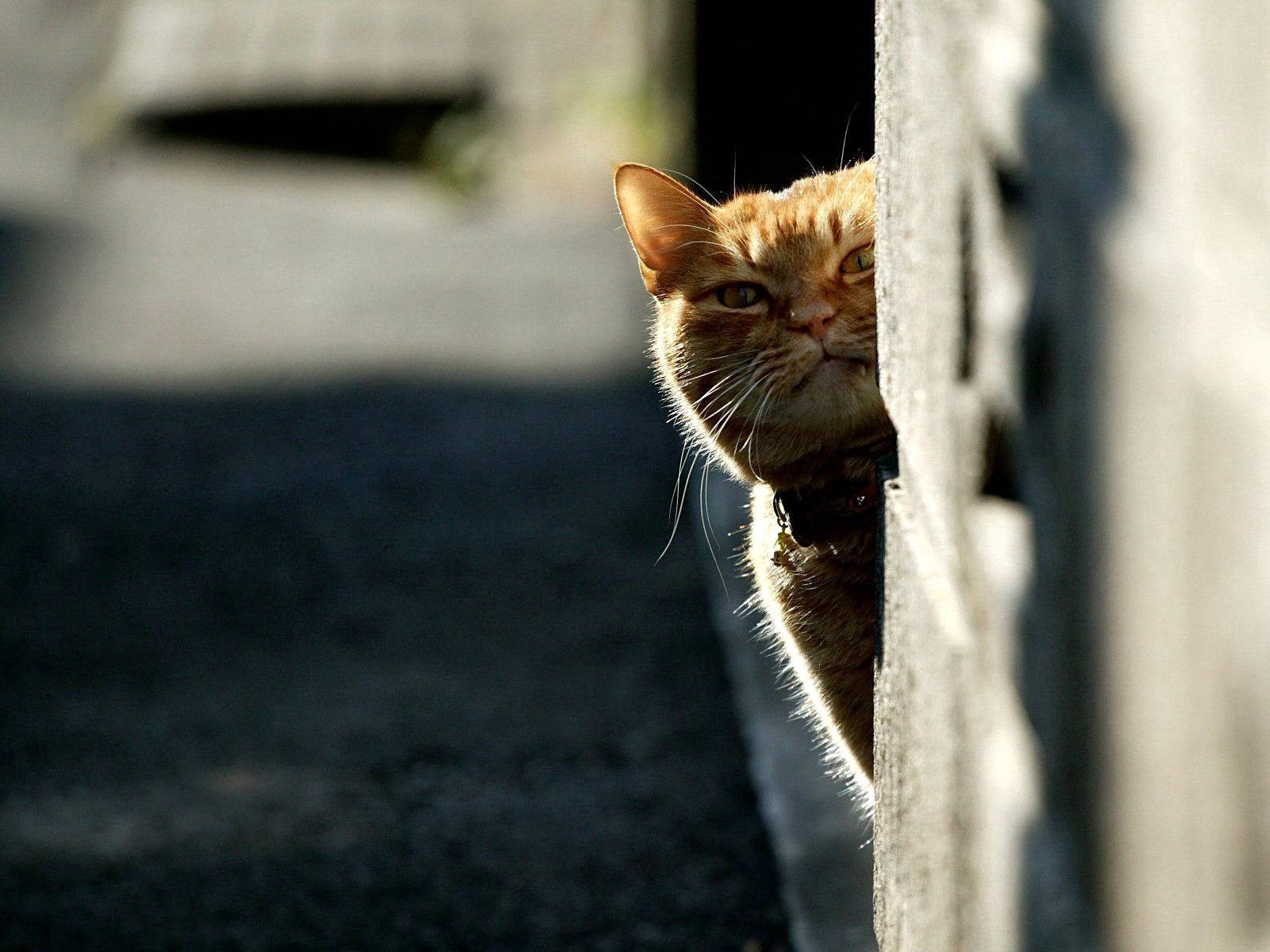 Orange cat with scary eyes hiding behind a wall, on a look-out to hunt for food. Furry friends.
