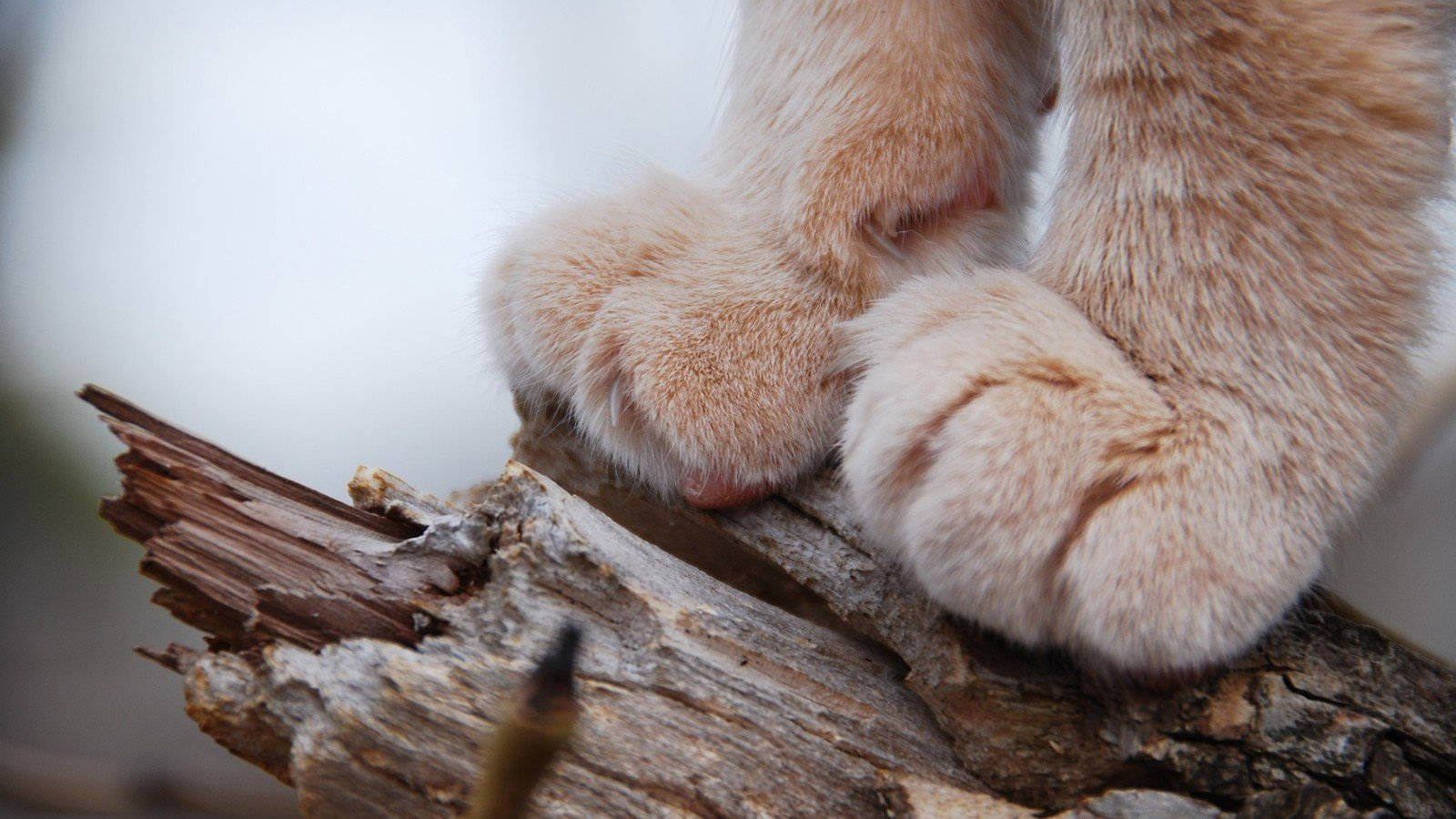 Cat Paws Full Hd 1600x900 Background