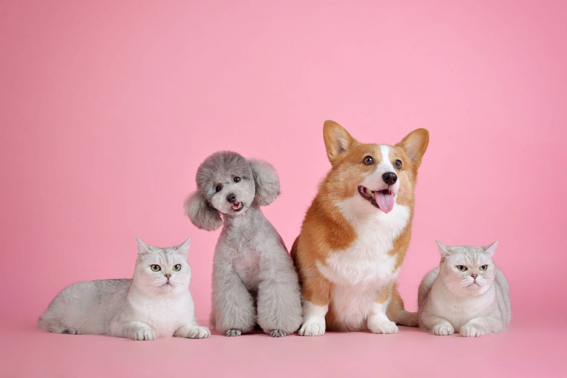 Cat Persian And Dog Poodle Corgi Wallpaper