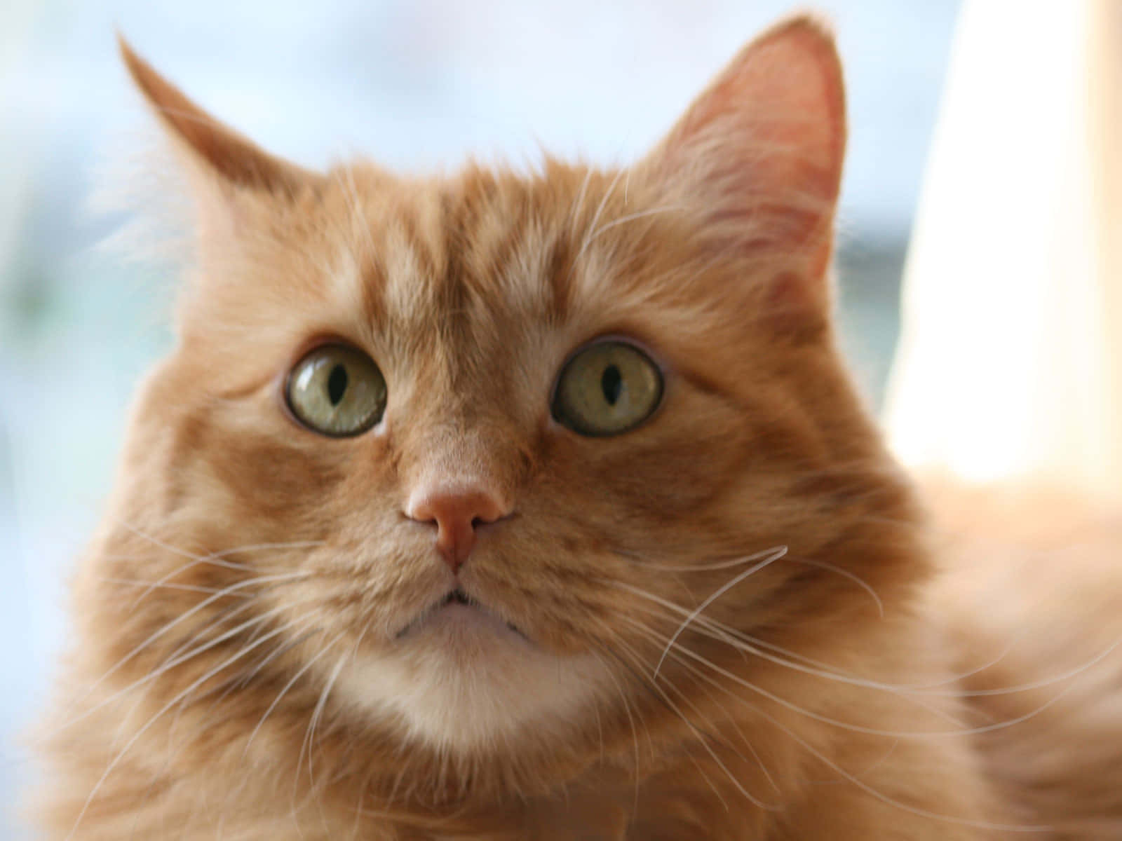 Orangefluffy Cat Bild