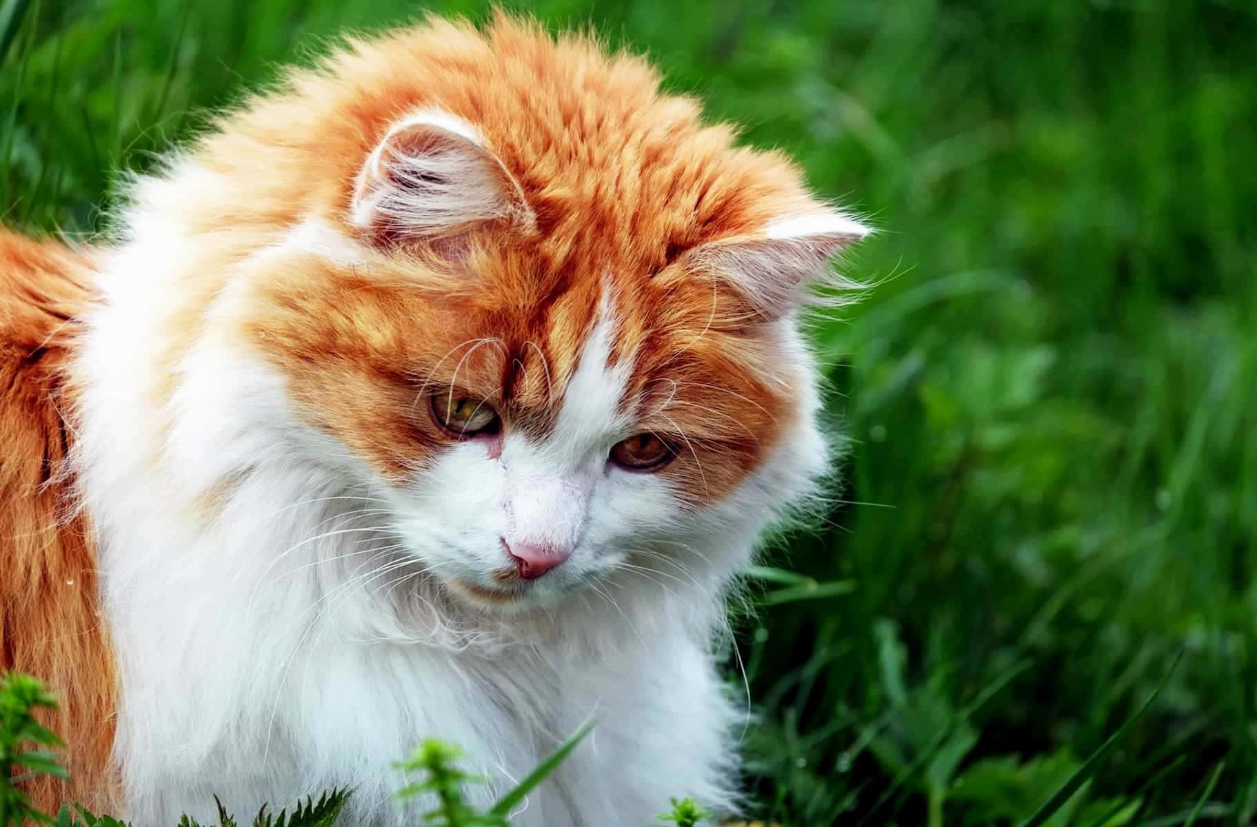 Bildav En Röd-vit Katt I Gräset