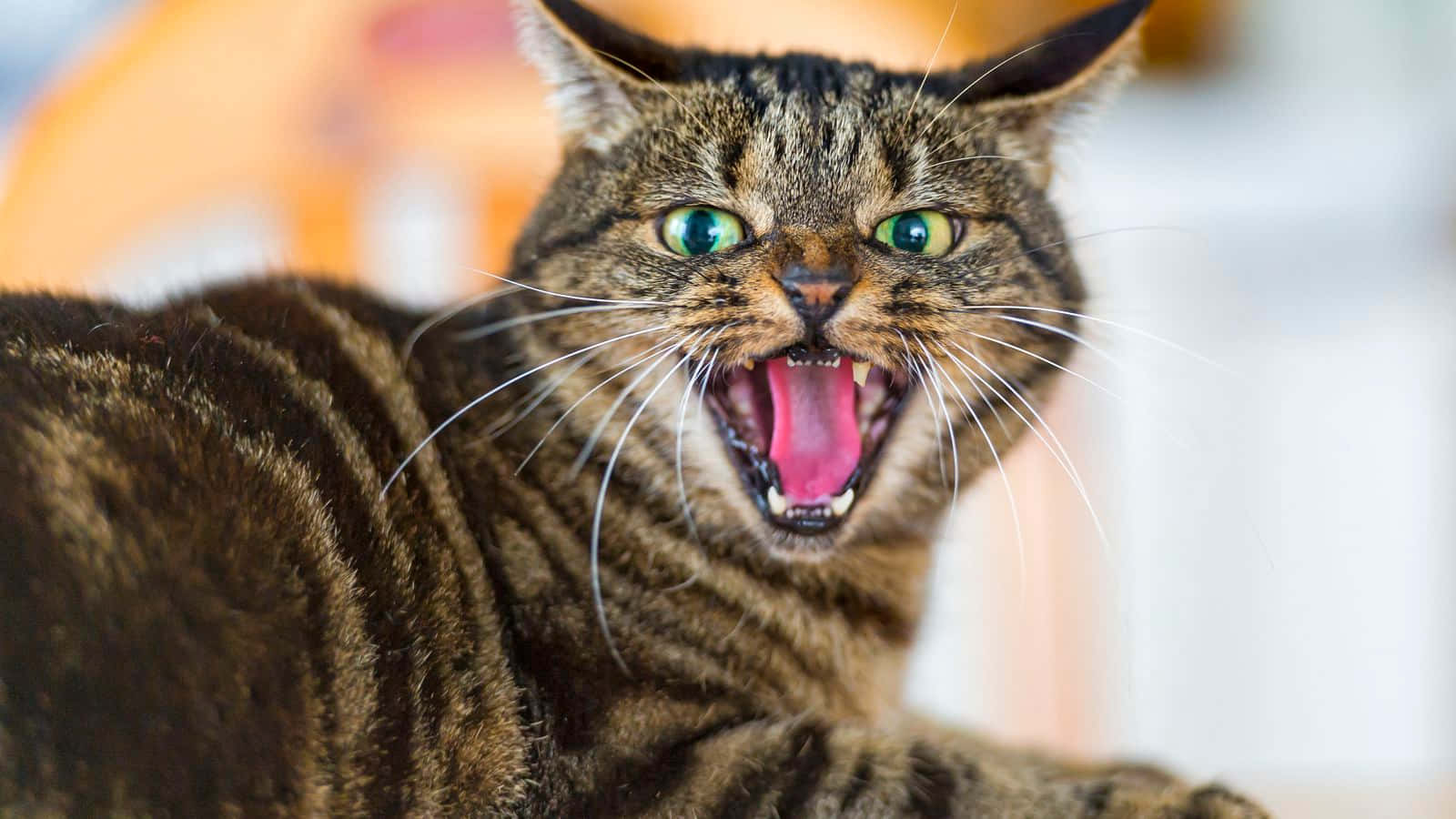  iPhone XS Max Cursed Cat Memes: Cursed Cat Angry As