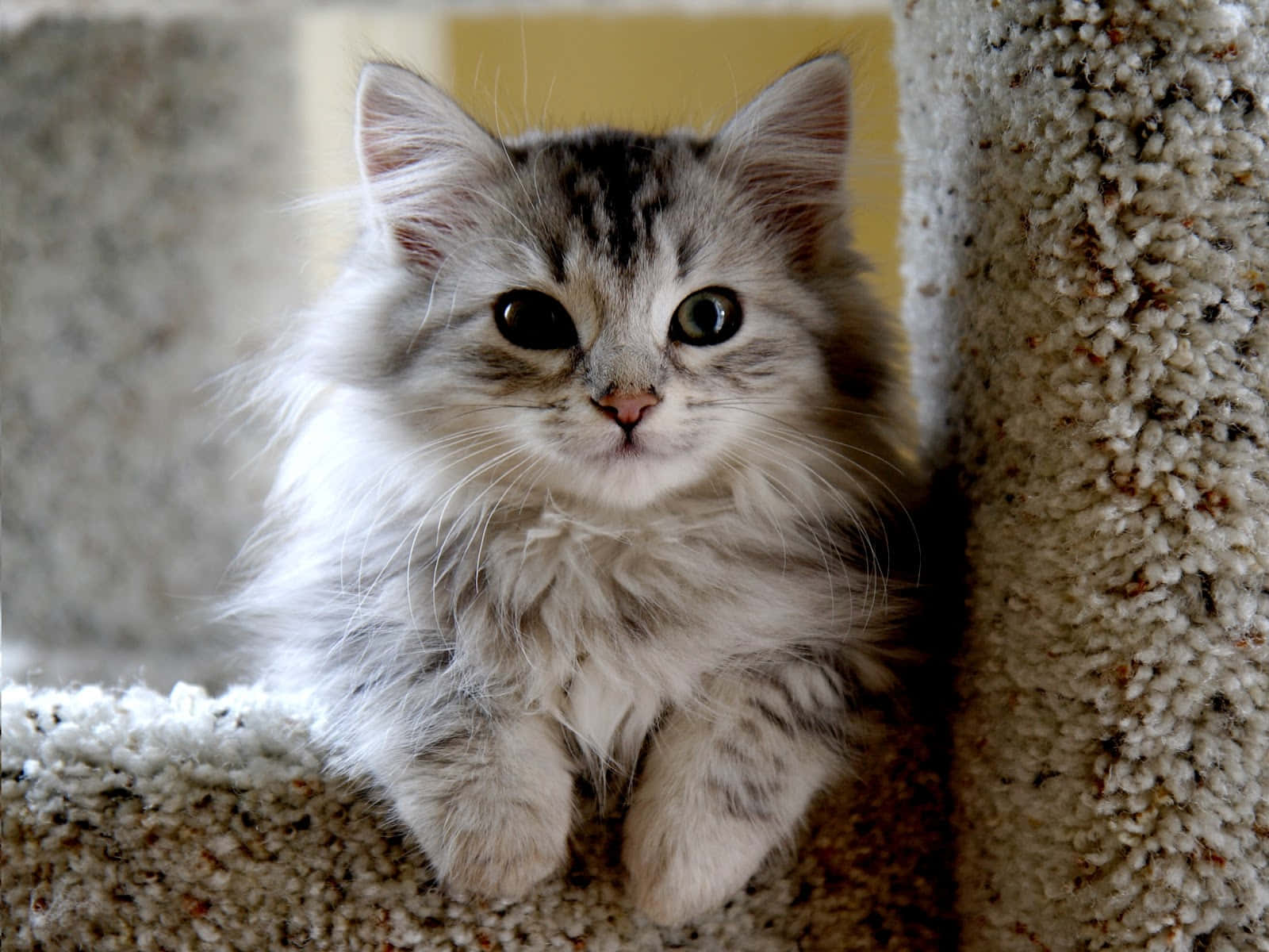 Bildeines Kymrischen Kitten-kätzchens
