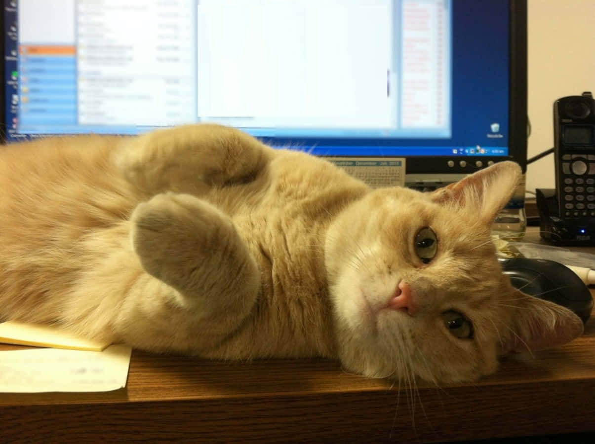 a cat laying on a desk