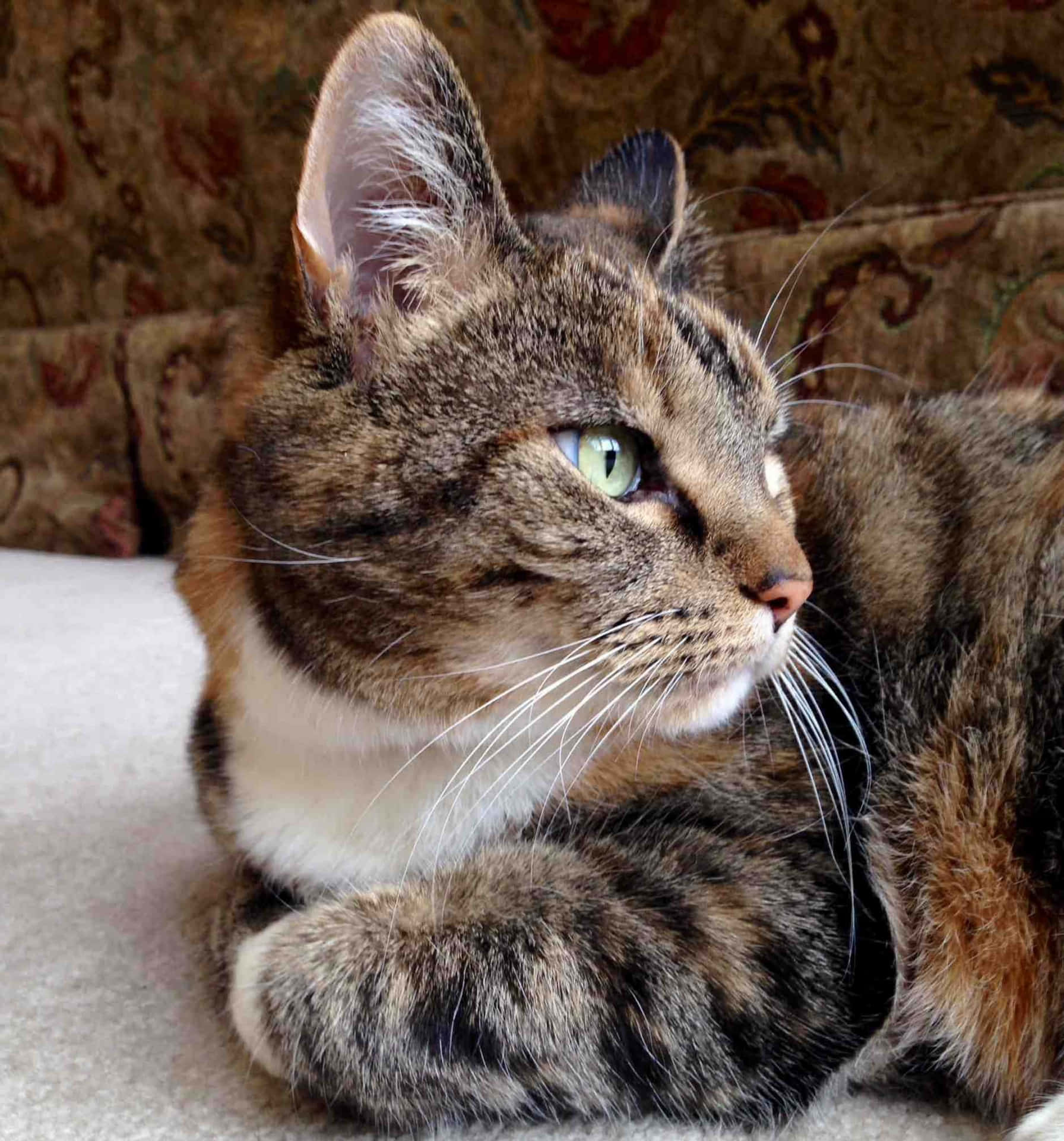 Tabby Cat Side-View Picture
