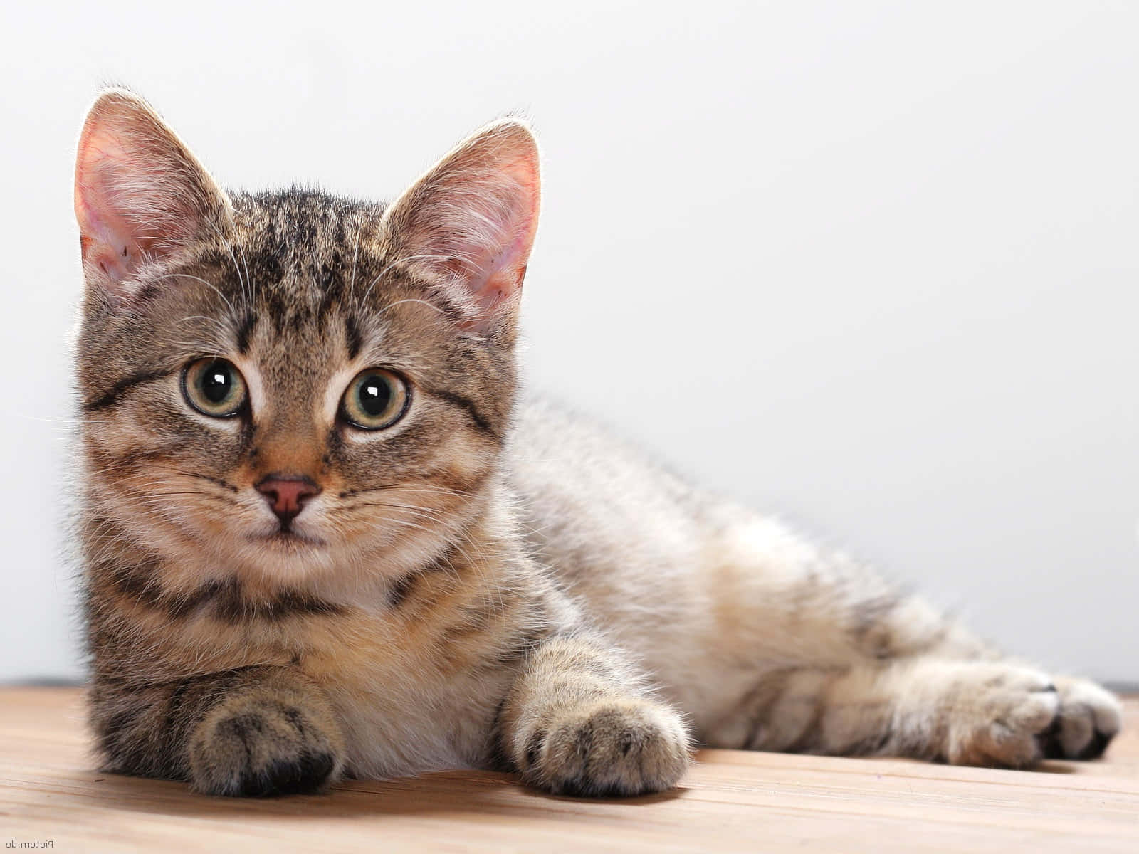 Tabby Kitten Cat Picture