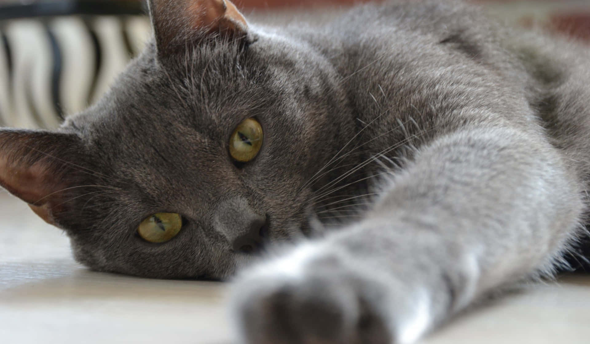 Russian Blue Cat Laying Picture