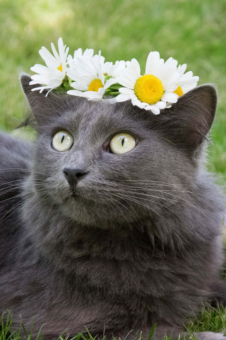 Bildav En Rysk Blå Katt Med En Blomsterkrans På Huvudet