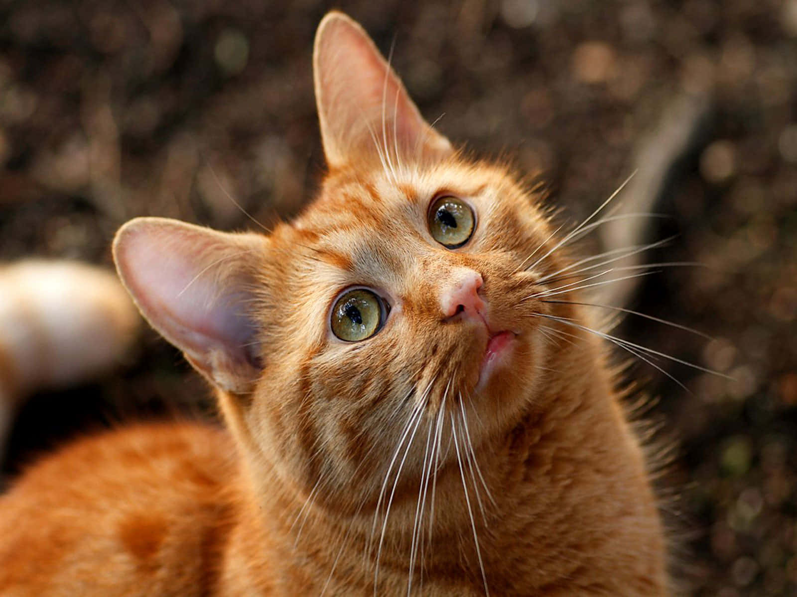 Bildav En Apelsinfärgad Katt Som Tittar Upp