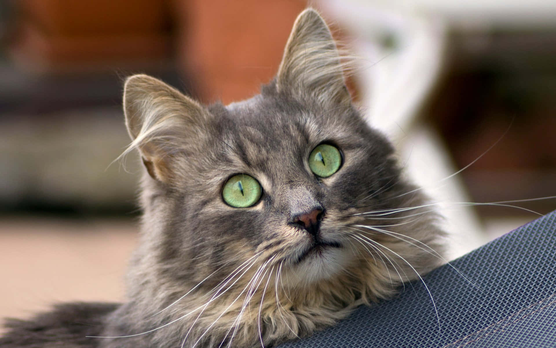 Bildeiner Maine Coon Katze Mit Grünen Augen