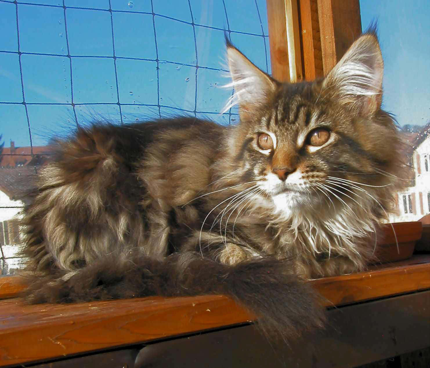 Maine Coon Cat Picture