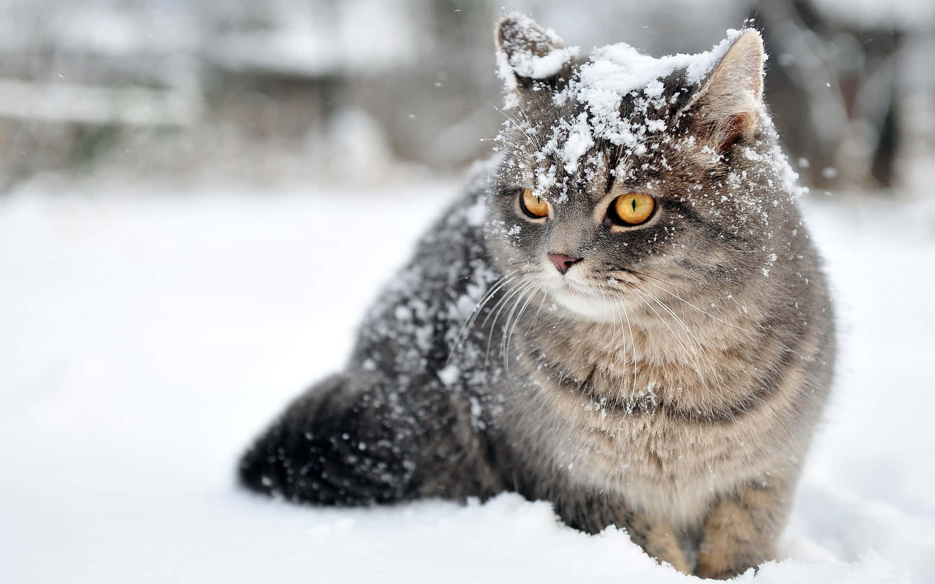 British Shorthair Cat On Snow Picture