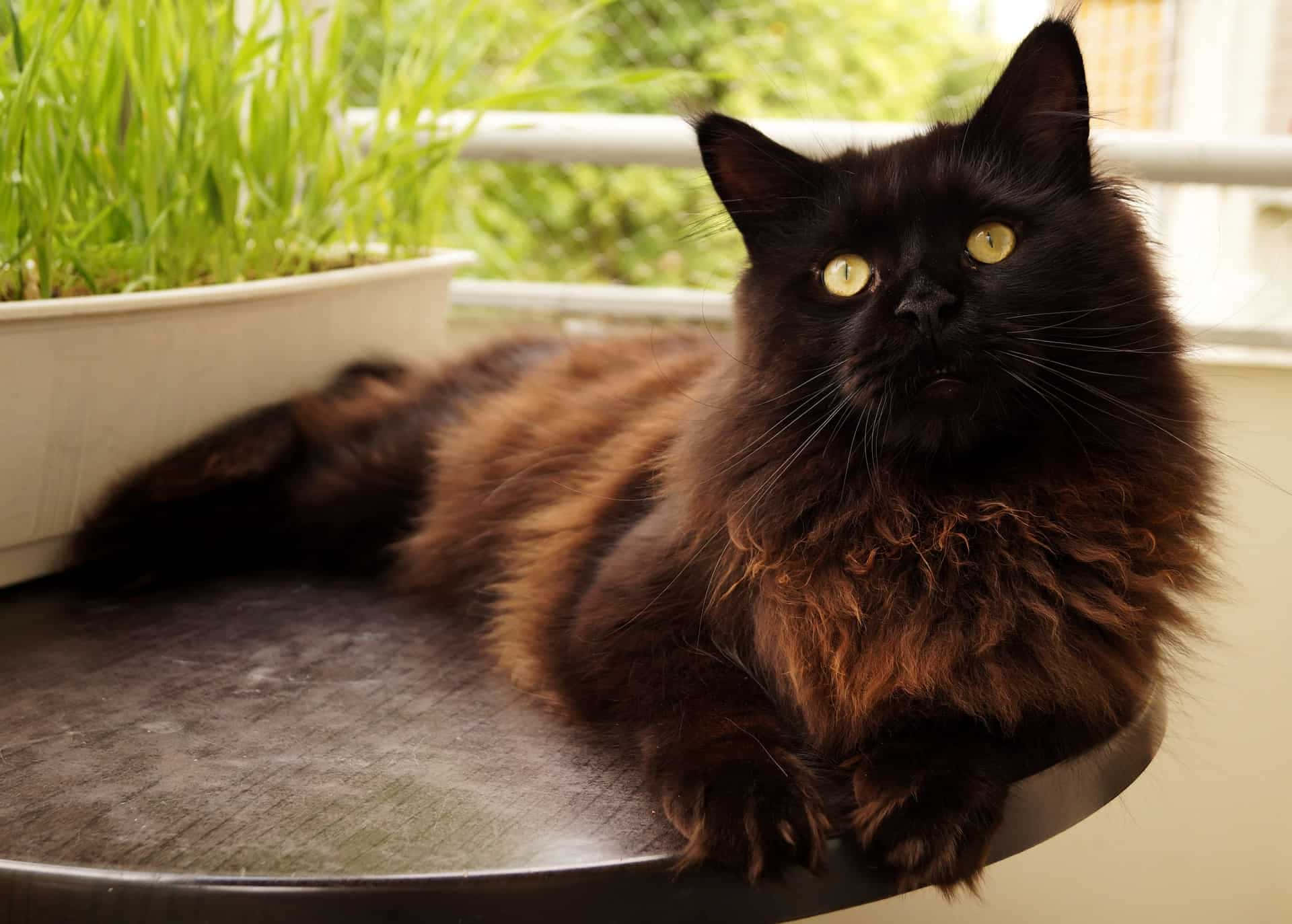 Black Long-Haired Cat Picture