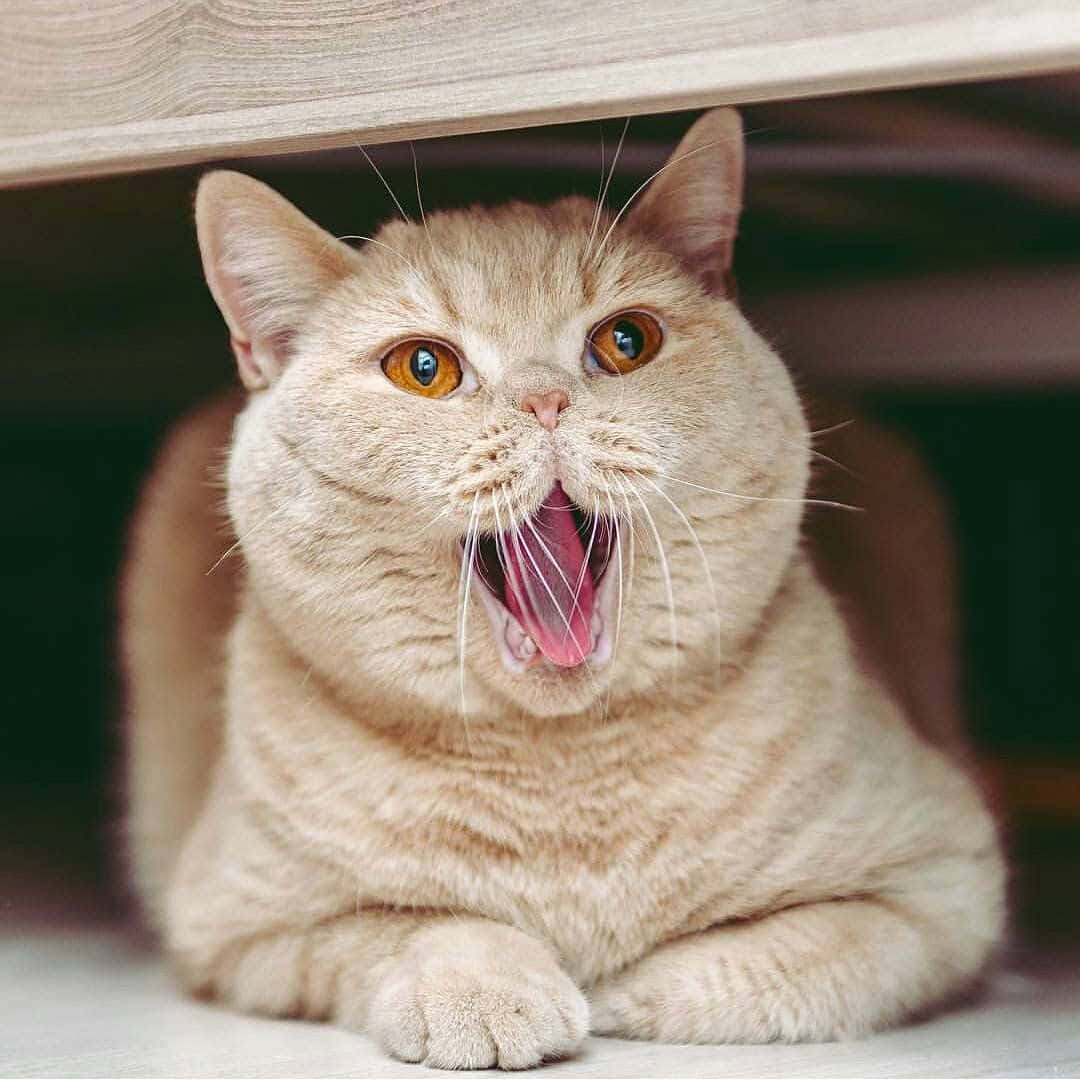 Brittiskkorthårig Katt Gäspande Bild