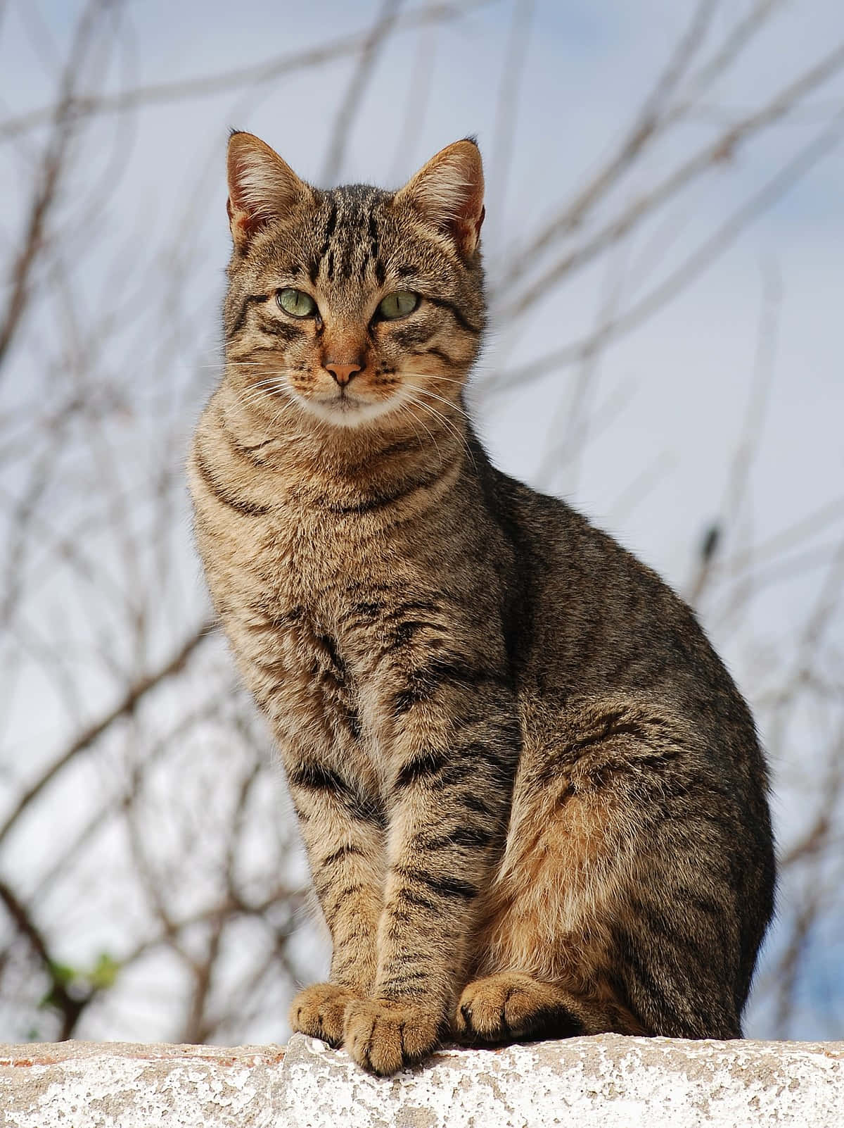 Bossy Tabby Cat Picture