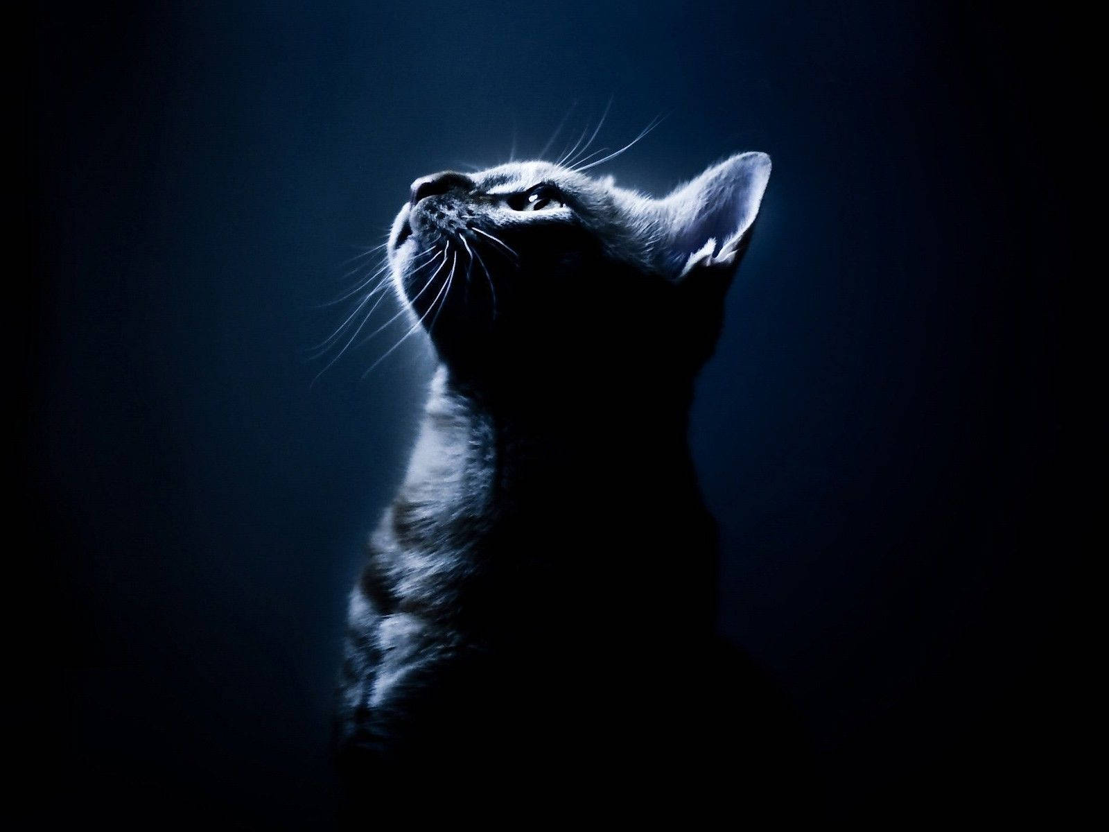 Retratode Gato Aestético Azul Escuro Hd Papel de Parede