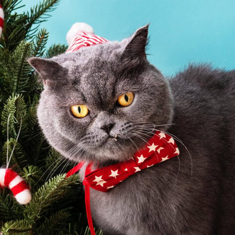 Cat Red Bow Tie Funny Christmas Wallpaper