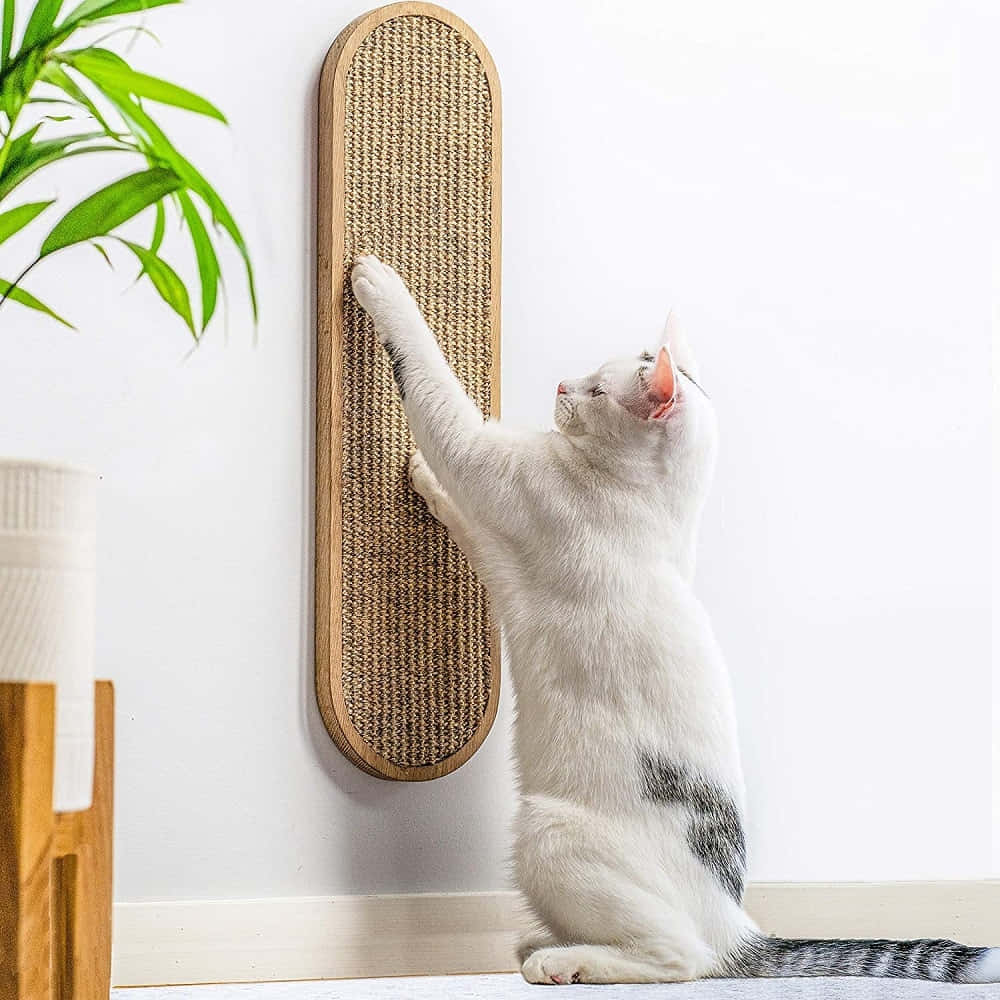 A happy cat enjoying its new scratching post Wallpaper