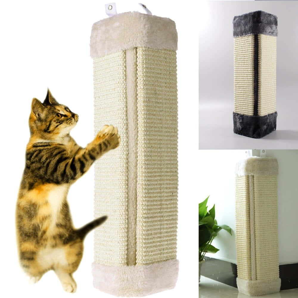 Happy Cat with Scratching Post - Ultimate Feline Fun! Wallpaper