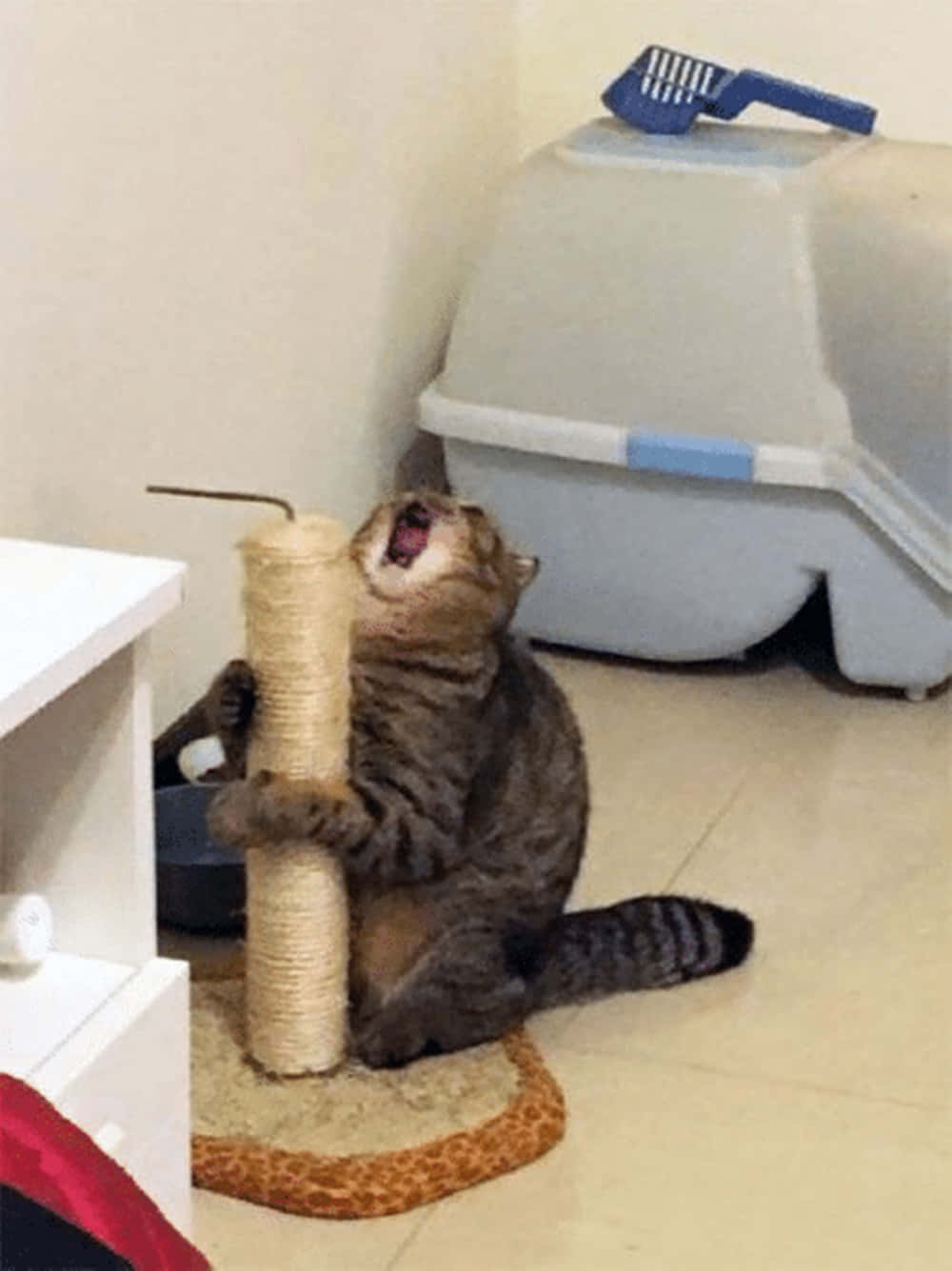 Playful cat enjoying a cat scratching post Wallpaper