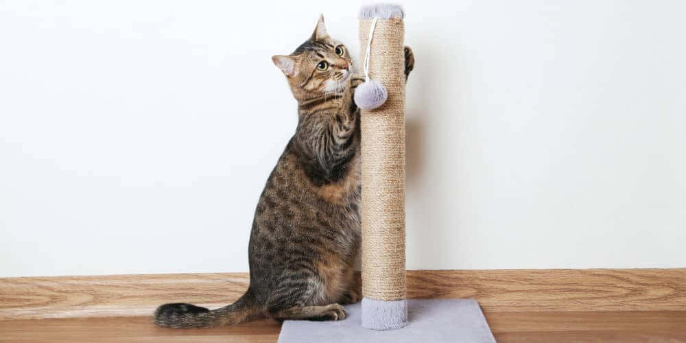 Playful Cat Enjoying Her Scratching Post Wallpaper