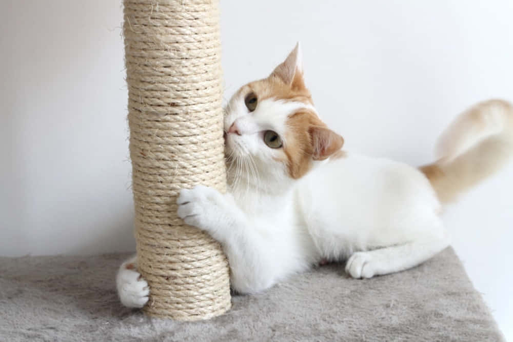 Playful cat enjoying their new scratching post Wallpaper