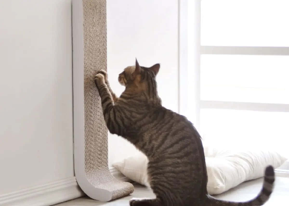 Cat enjoying a high-quality scratching post Wallpaper