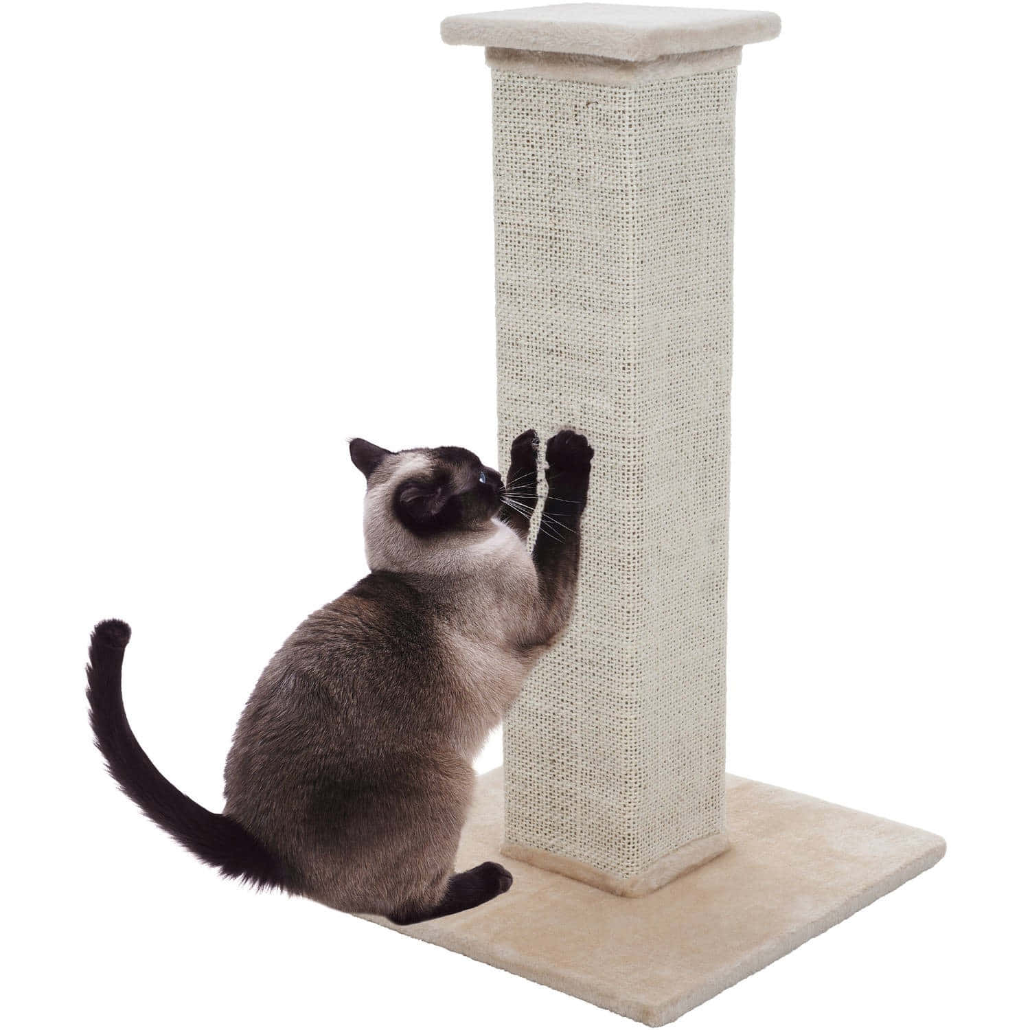 Adorable cat enjoying a satisfying scratch on a tall scratching post Wallpaper