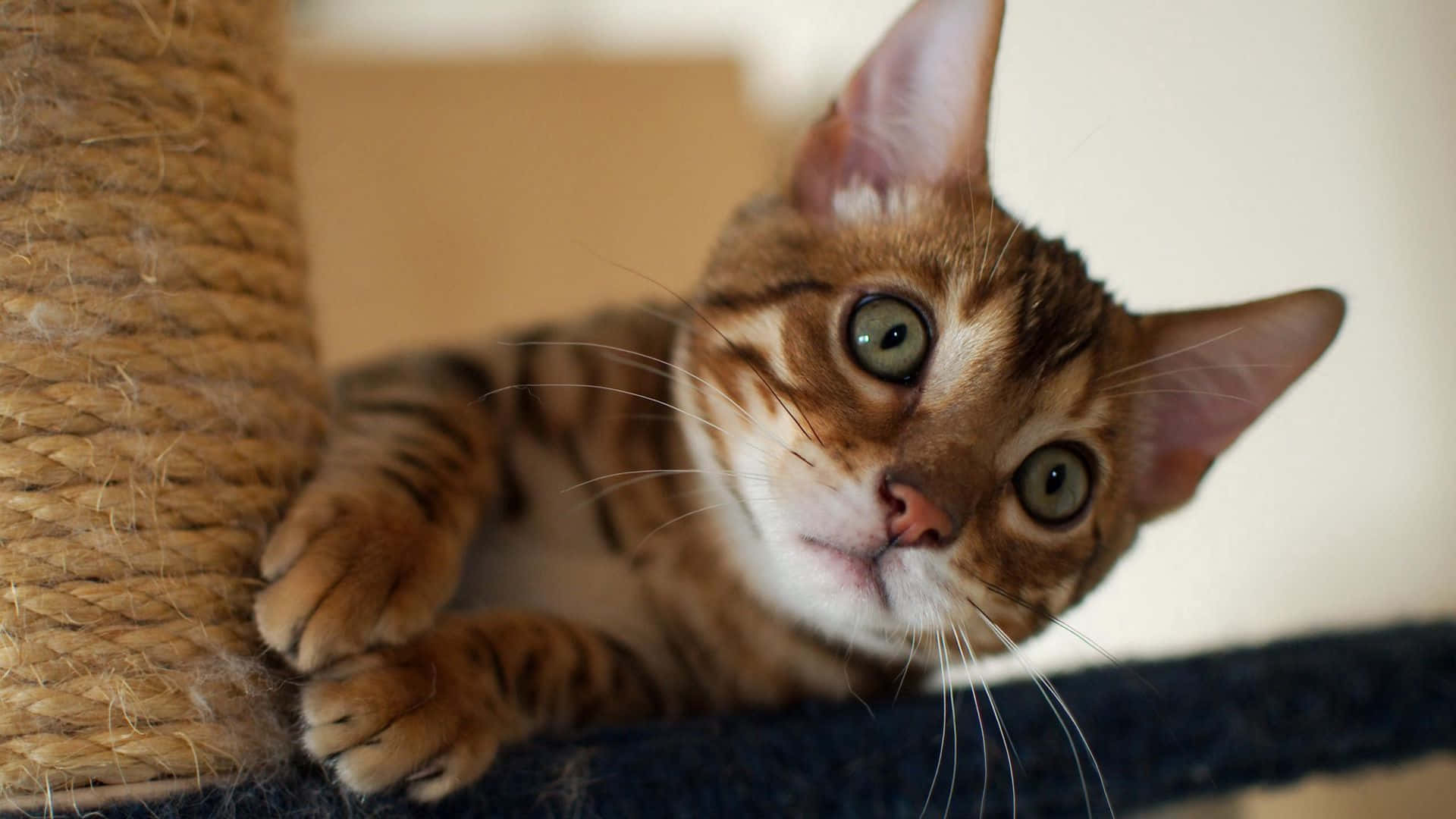 Caption: A Playful Cat Enjoying a Scratching Post Wallpaper