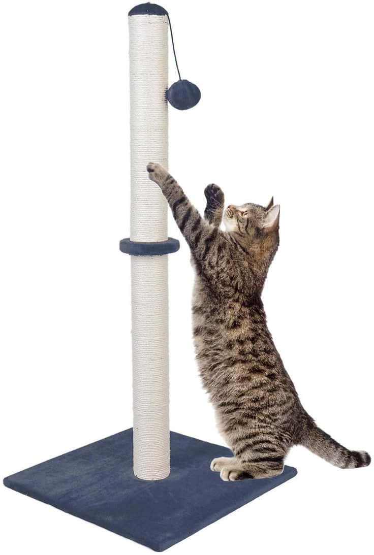 Cat happily using a tall scratching post Wallpaper
