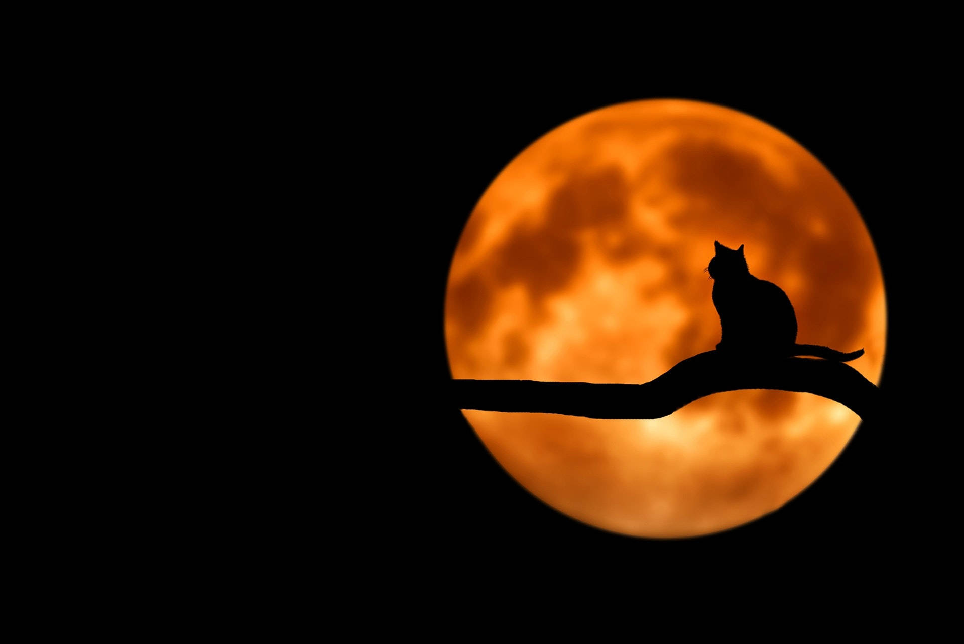 Siluetade Gato En La Luna Llena Fondo de pantalla