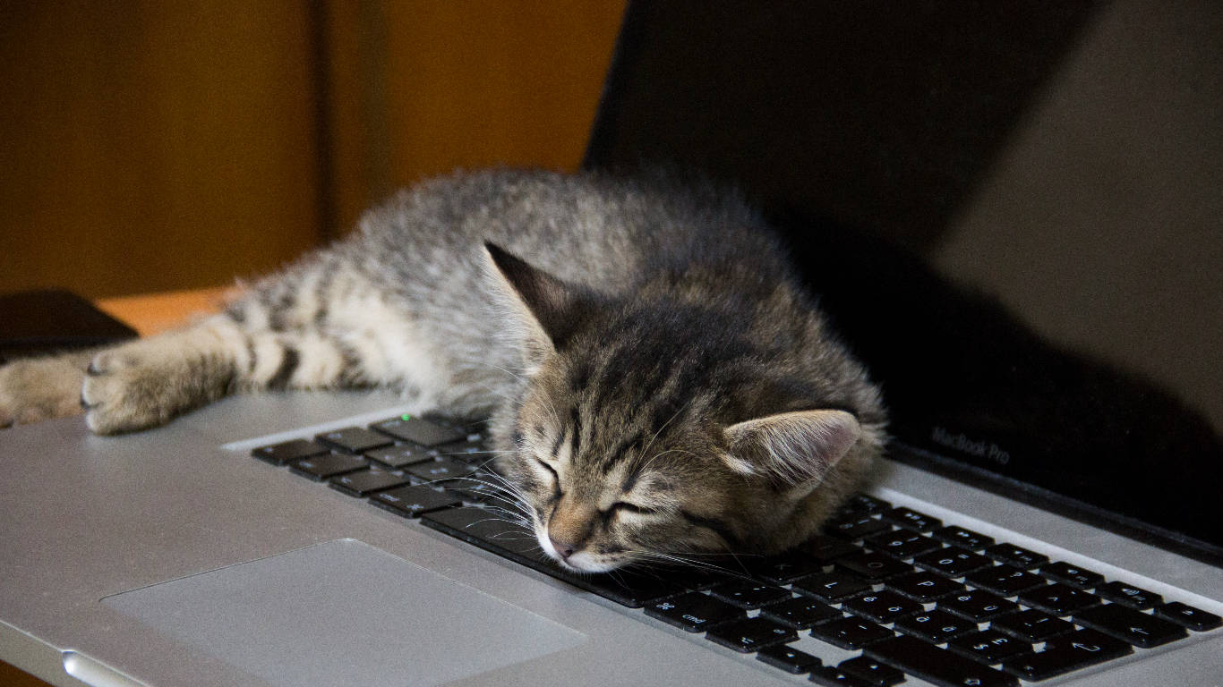 Cat Sleeping On Keyboard Wallpaper
