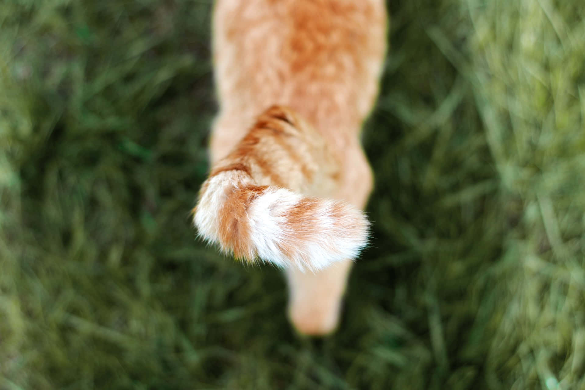 Closeup view of a gorgeous cat's tail