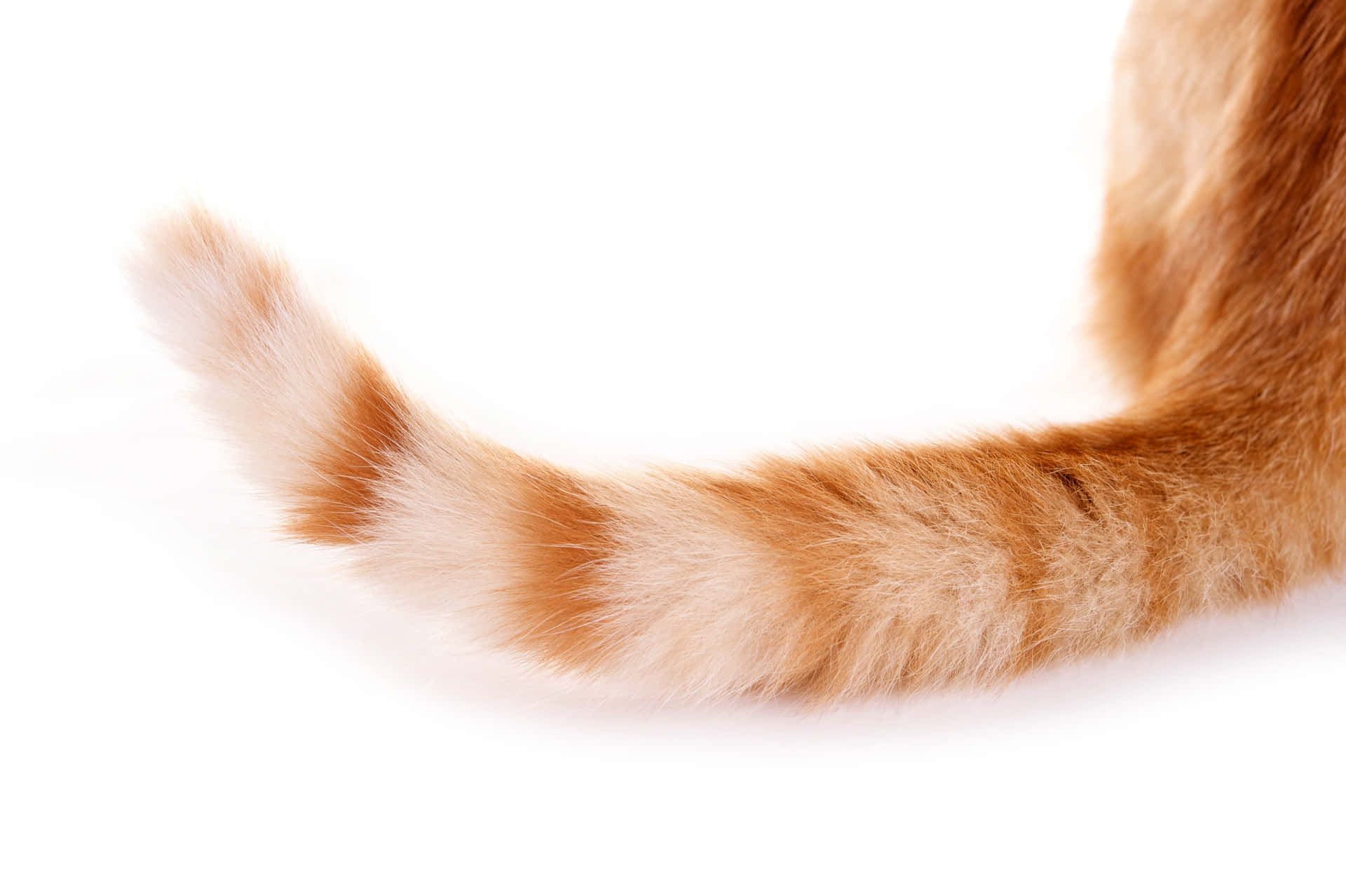 A Cat With A Tail On A White Background