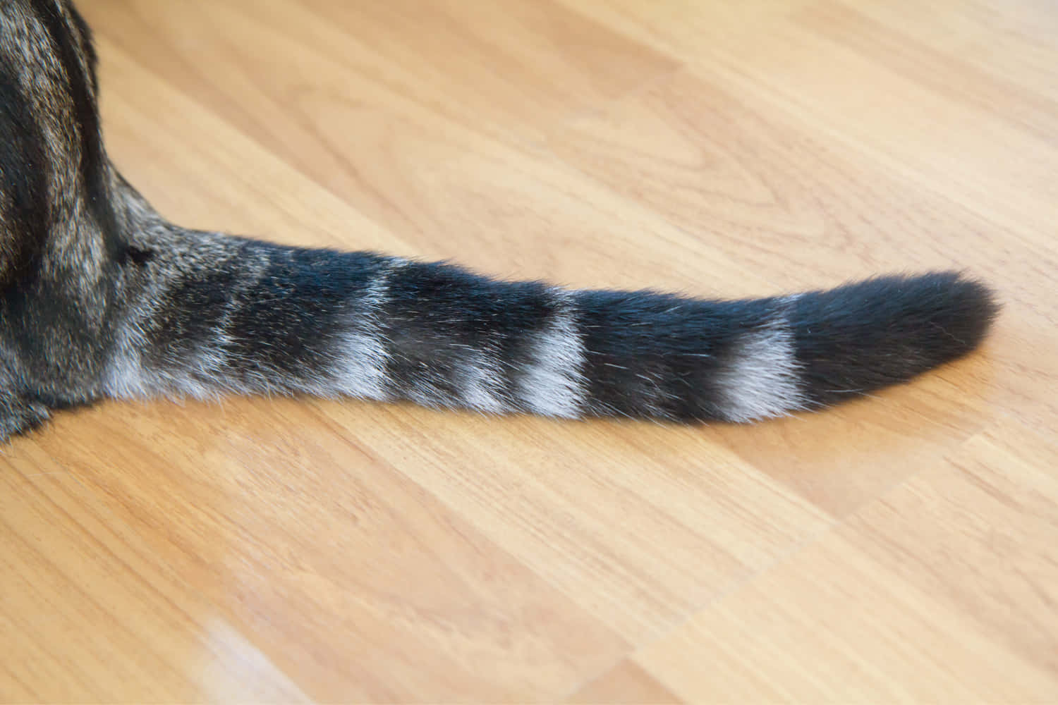 A Cat With A Tail On A Wooden Floor