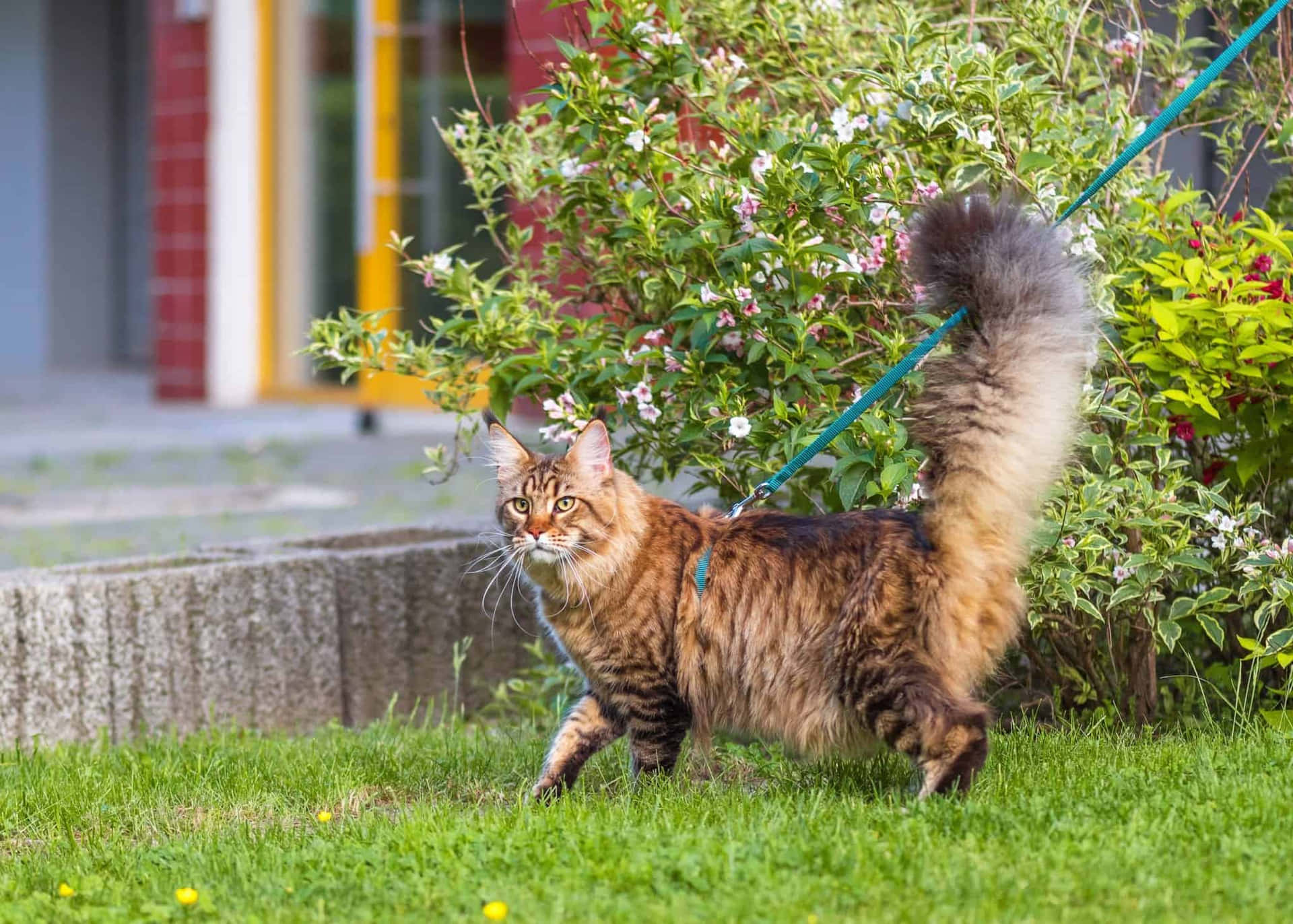A Cat Walking On A Leash In The Grass