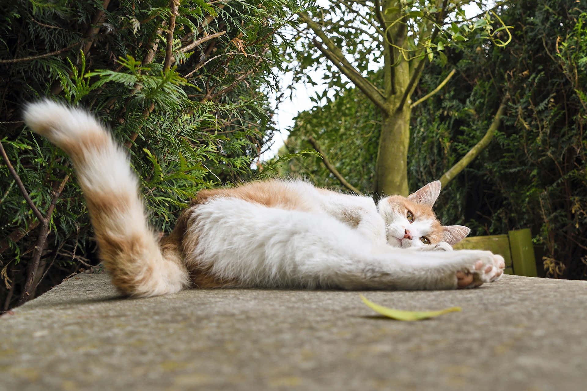 Domestic Cat with Uniquely-Colored Tail