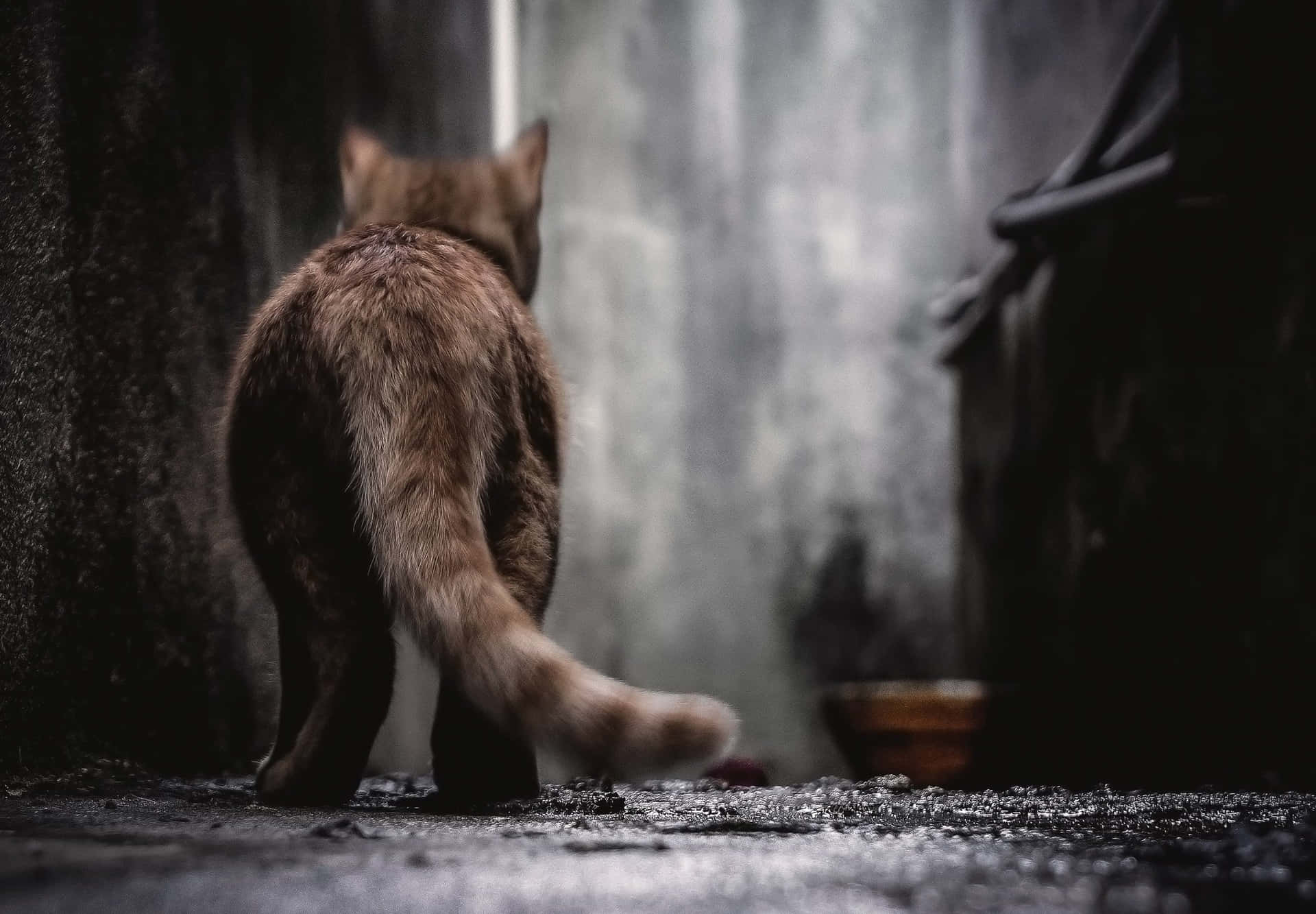 A Cat Walking Down A Dark Alley