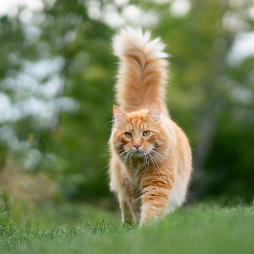 Fluffy Cat Tail Waving in the Wind