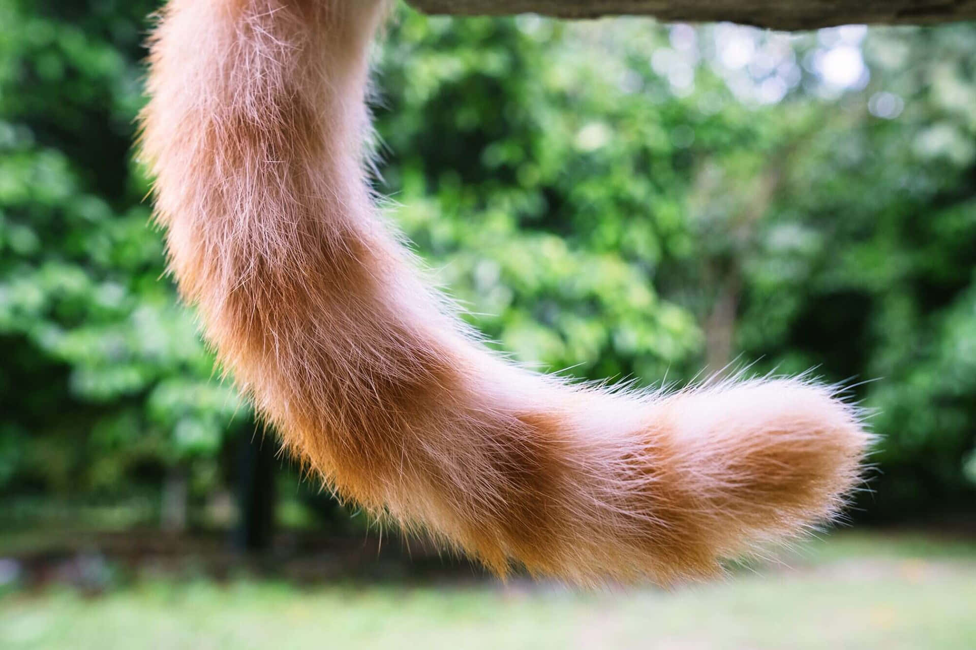 A Cat Tail Hanging From A Wooden Fence