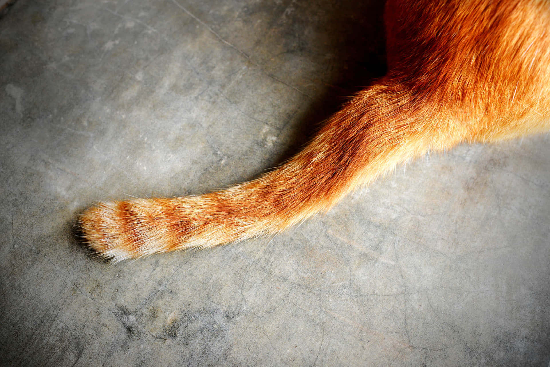 "Adorable Cat Tail Perfectly Curled Up"