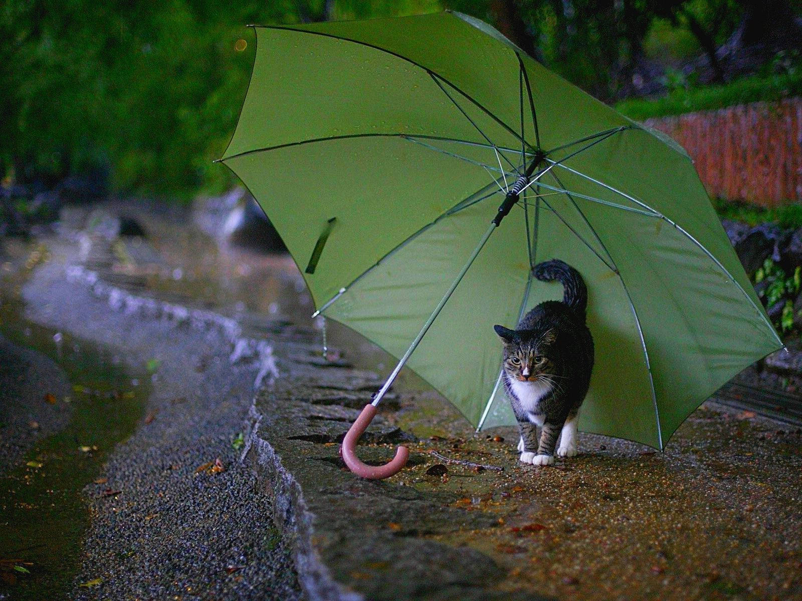 Cat Under Green Umbrella Most Beautiful Rain Wallpaper