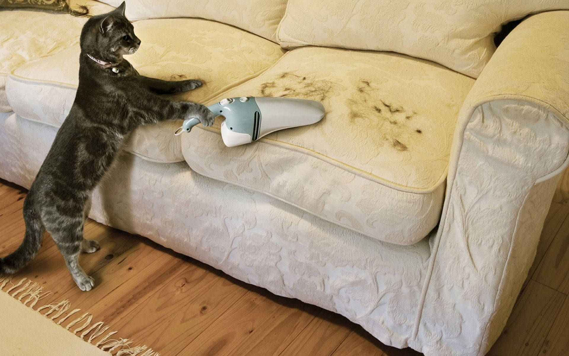Cat Vacuuming Sofa House Cleaning Wallpaper
