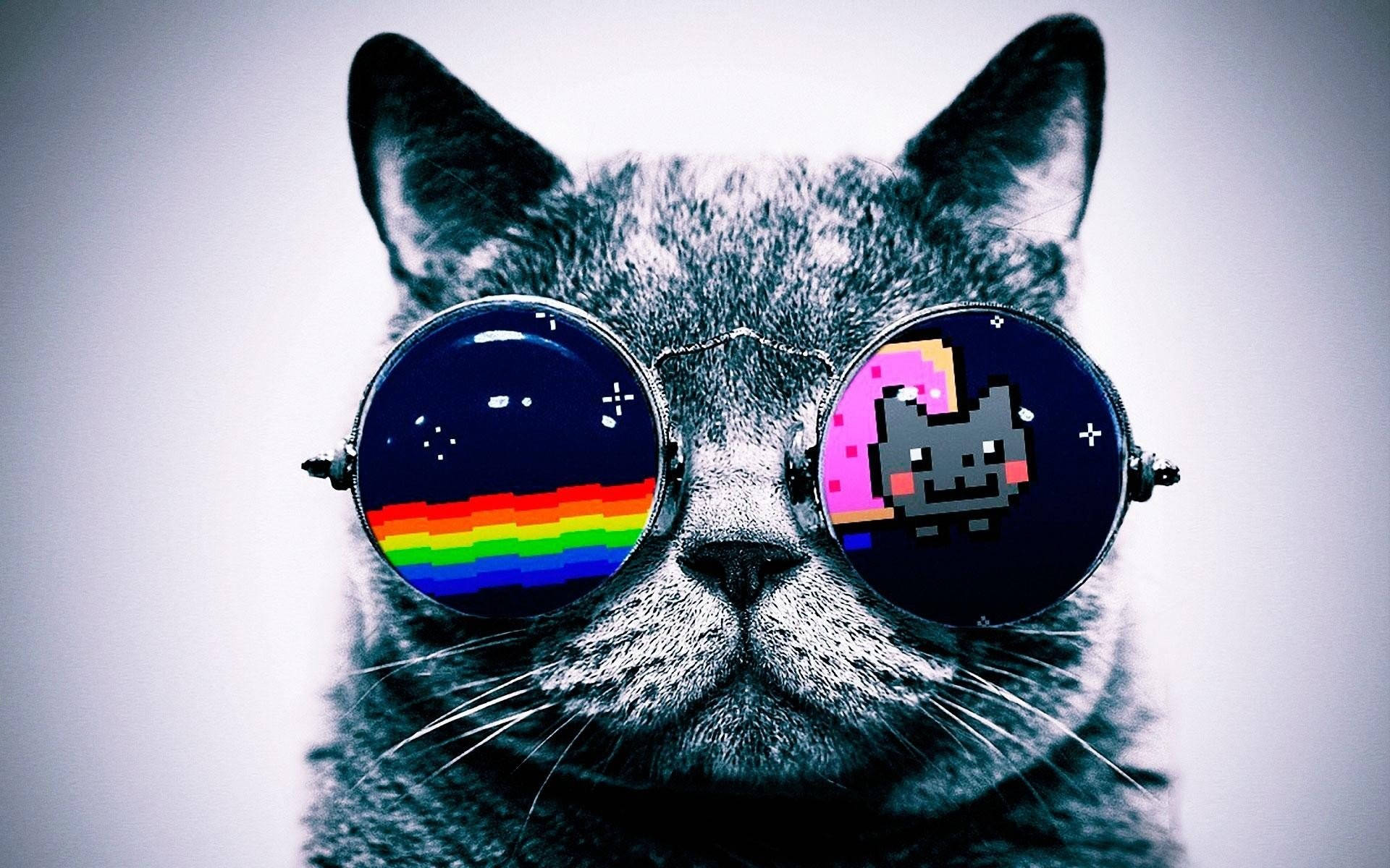 Gatoobservando Nyan Cat. Papel de Parede